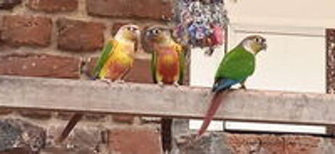   CONURES PYRRHURAS  