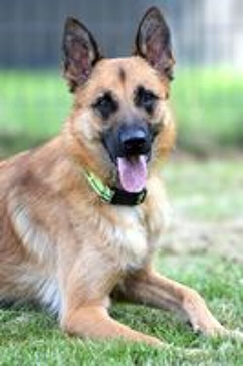   UROS, beau Malinois à adopter via l'association UMA 