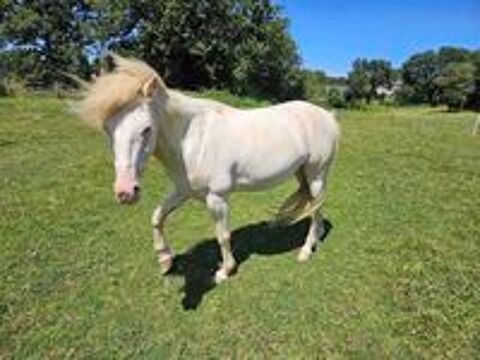   FALCO, magnifique poney crème aux yeux bleus à adopter via l'association UMA  