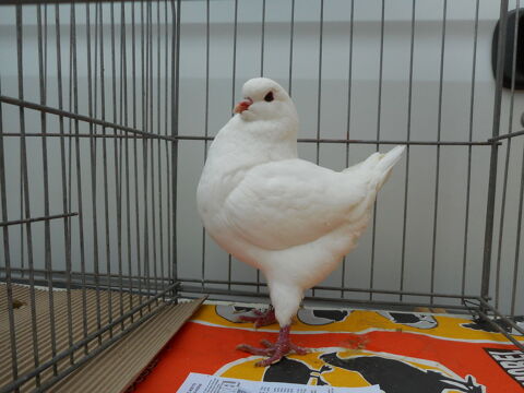 Pigeons Kings 40 50140 Bion