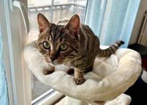   Snape, m�le type Europ�en n� en 2021 