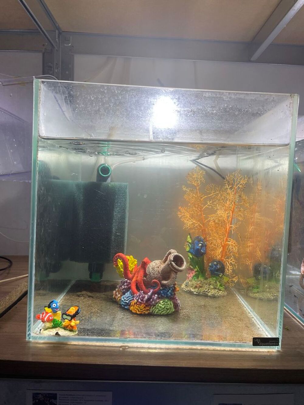 aquarium crevettes Décoration