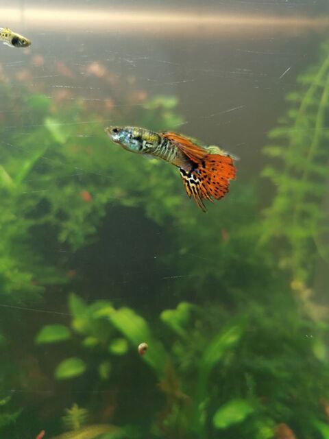 Guppy endler wingei adultes et alevins 75014 Paris
