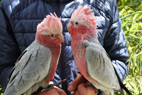 CACATOES ROSALBIN ELEVE A LA MAIN 1200 85300 Challans