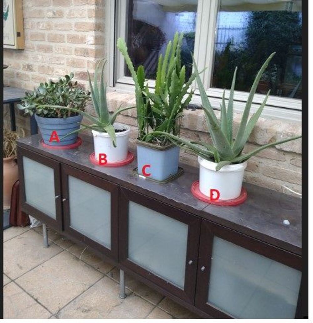 Plantes GRASSES Jardin