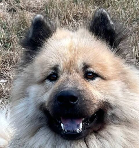 Magnifiques chiots Eurasier  LOF 900 47300 Villeneuve-sur-lot