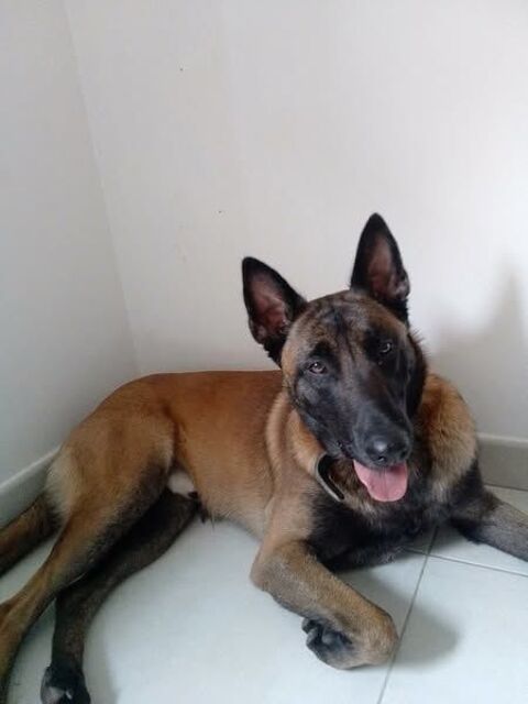 Chien PACO à l adoption 300 84810 Aubignan