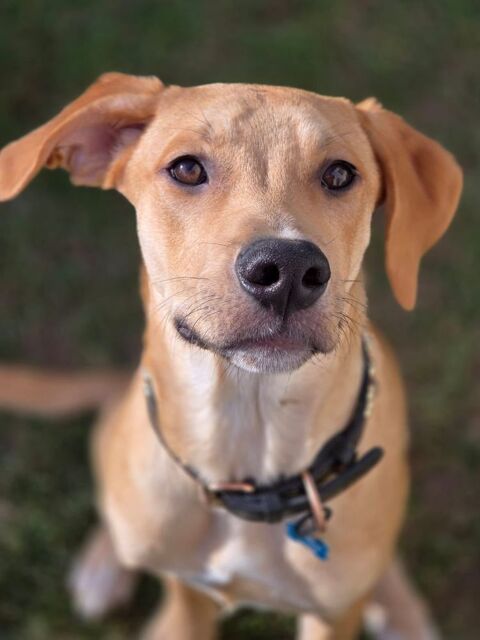 Carignan, m&acirc;le X berger n&eacute; le 14/07/2025 300 18000 Bourges