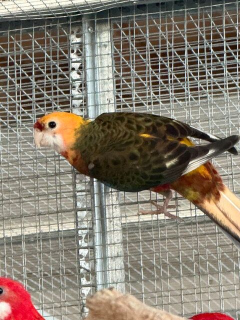 PERRUCHE DE PENNANT 120 51240 Pogny