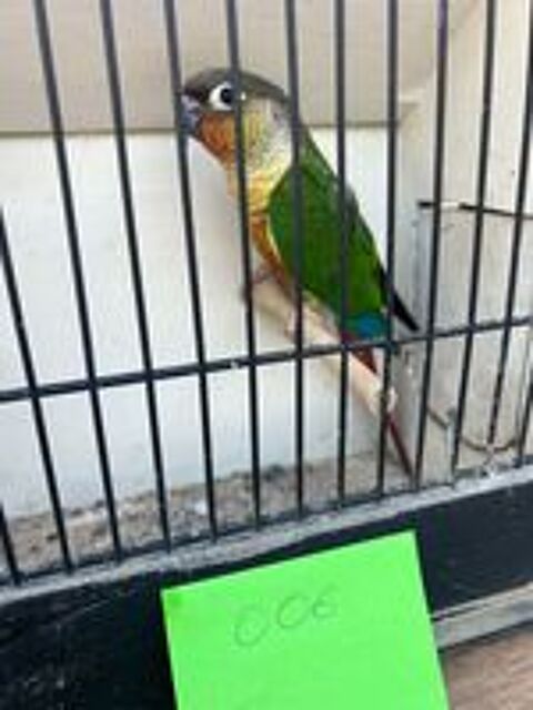   Conure molinae 