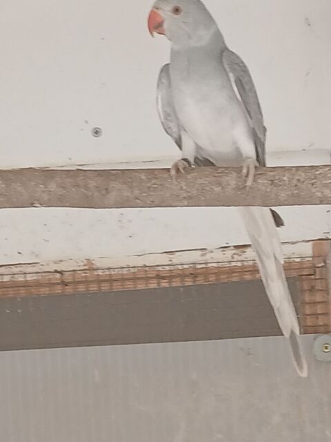  3 perruches collier mutations 90 67500 Haguenau