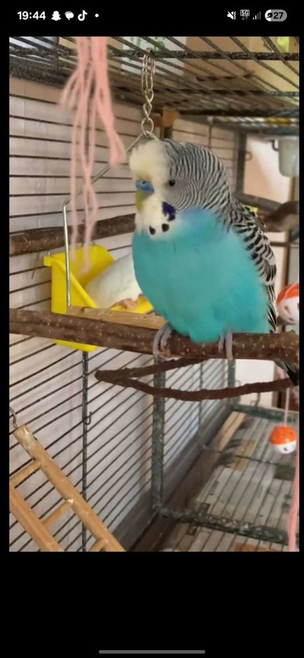   Récupérer tout oiseaux  