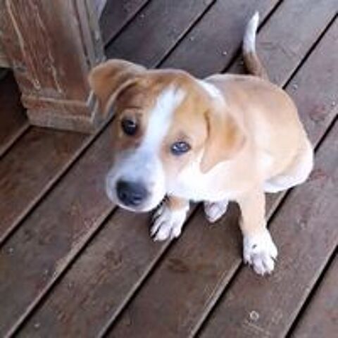   ✨️ TI'MASS ✨️ 🐶 