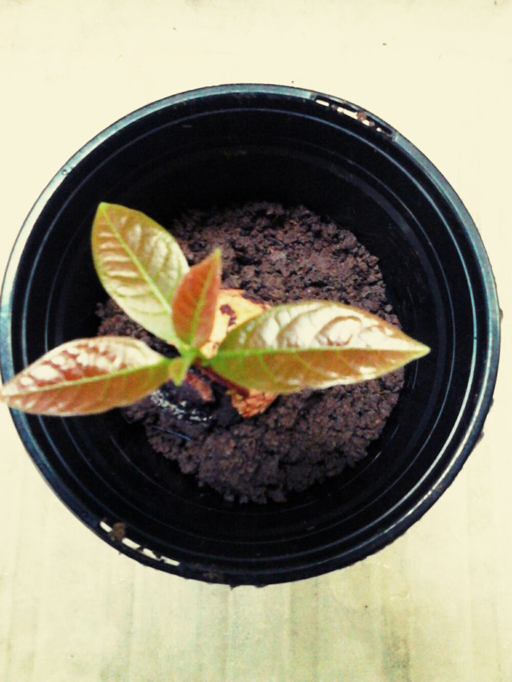 Avocatiers Jardin