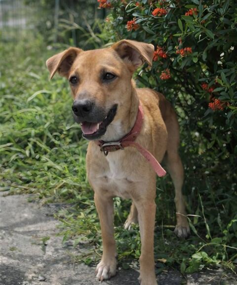 Spark, M&acirc;le, X Berger, n&eacute; le 20/09/2025🐶 380 01000 Bourg-en-bresse