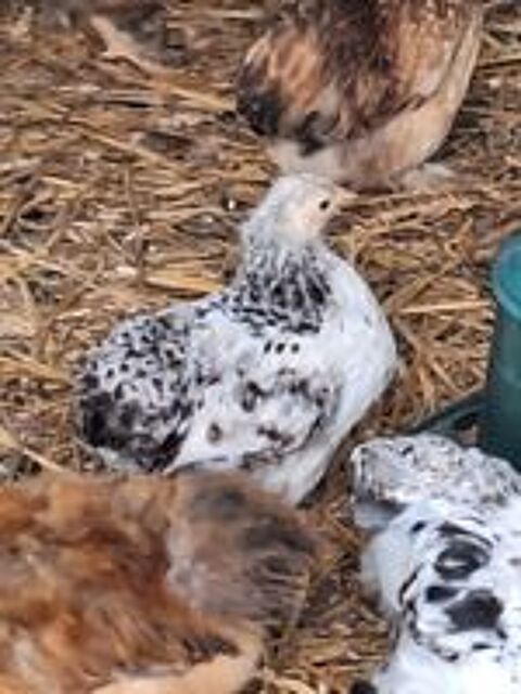   Poule pekin  