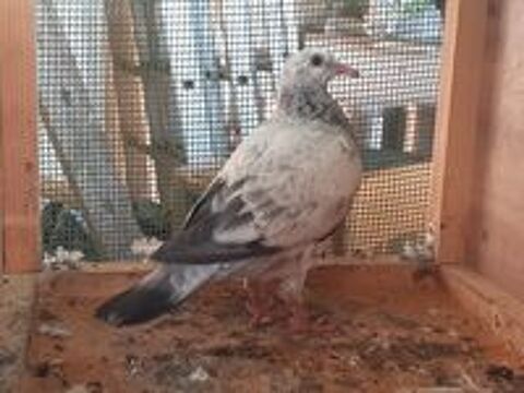   JEUNES PIGEONS COULEURS MOSAIQUES 