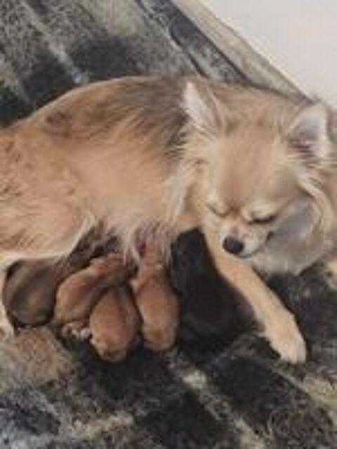   Chihuahua 
