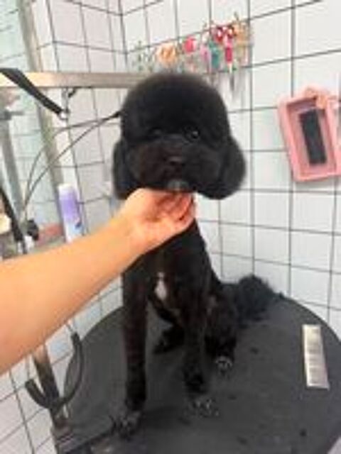   A ADOPTER HUGO  