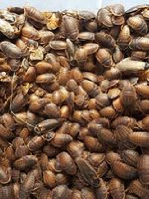   surplus insectes criquet blattes morio  