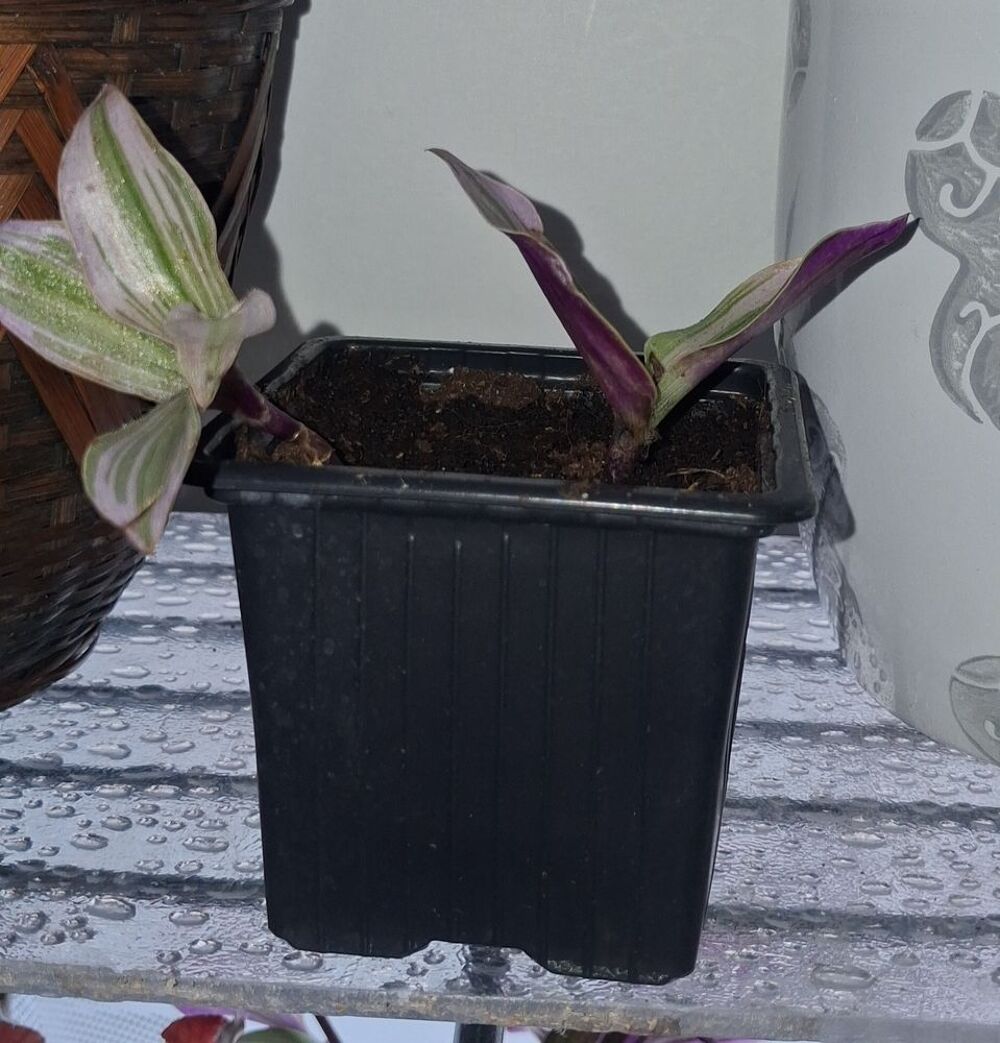 Boutures de plantes Jardin