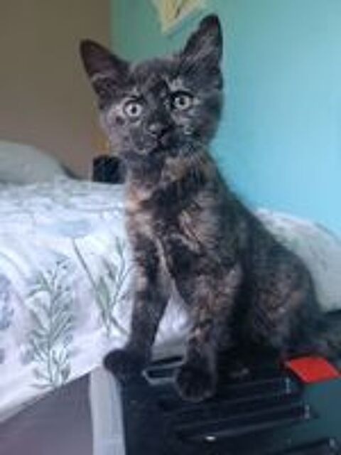   Chaton adoption  