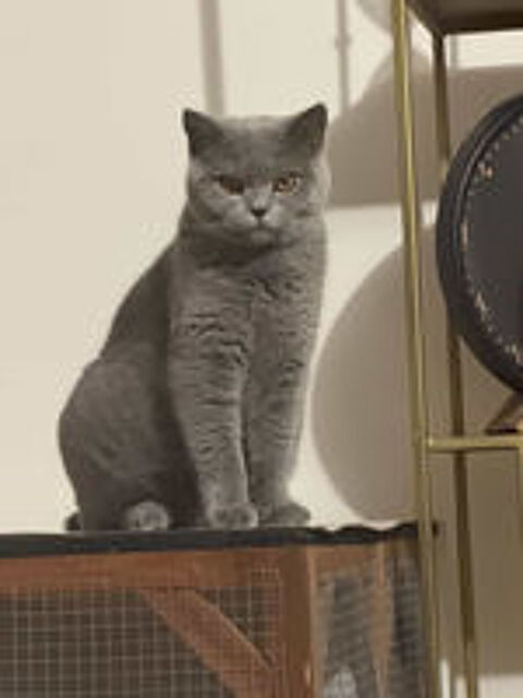   Chatons british shorthair loof 
