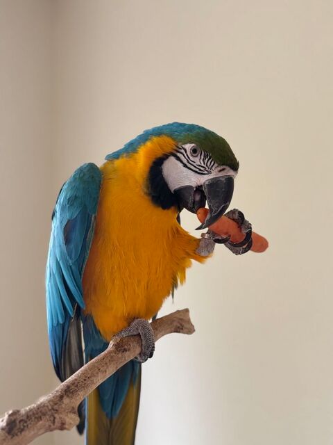 ara bleu et jaune 0 39190 Cousance