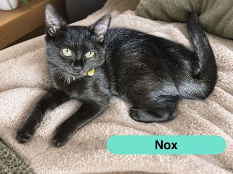 Nox, chaton noir &agrave; adopter 160 18500 Allouis