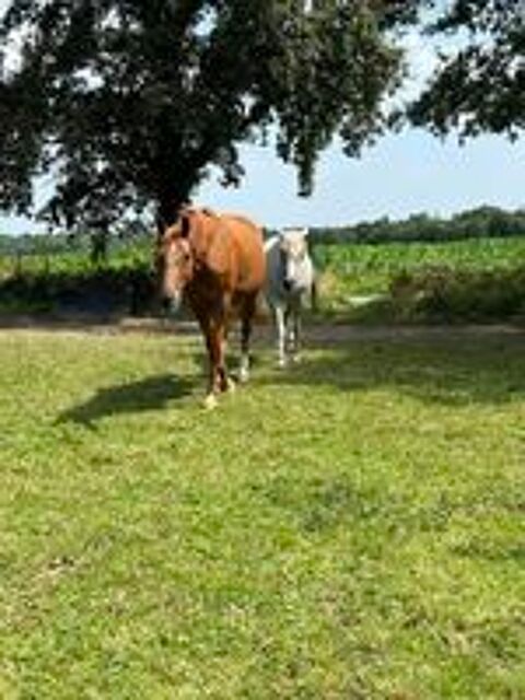   HIBIKI, superbe cheval Selle Français PP à adopter via l'association UMA 