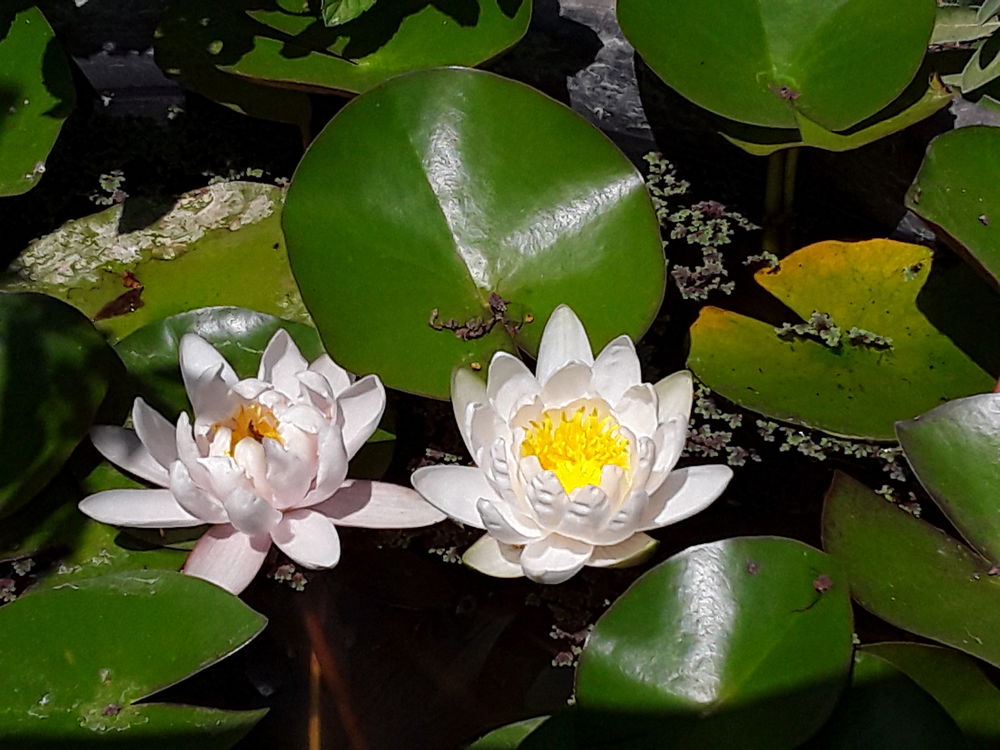 N&eacute;nuphars Jardin