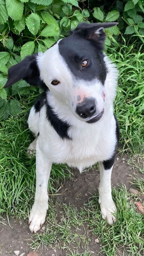 Border Collie LOF 750 36370 Lignac