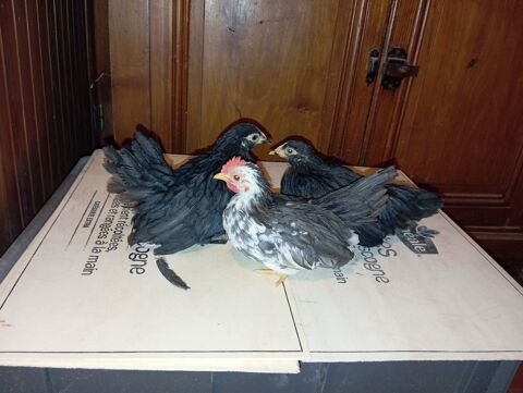 Poules naines Serama 40 42800 Rive-de-gier