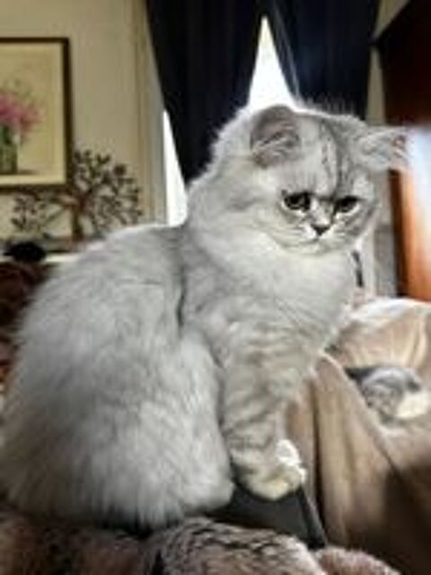   Chatons Persan 