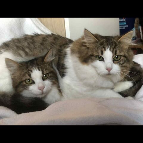 LOOKUM et ARIZONA 1 30200 Bagnols-sur-c�ze