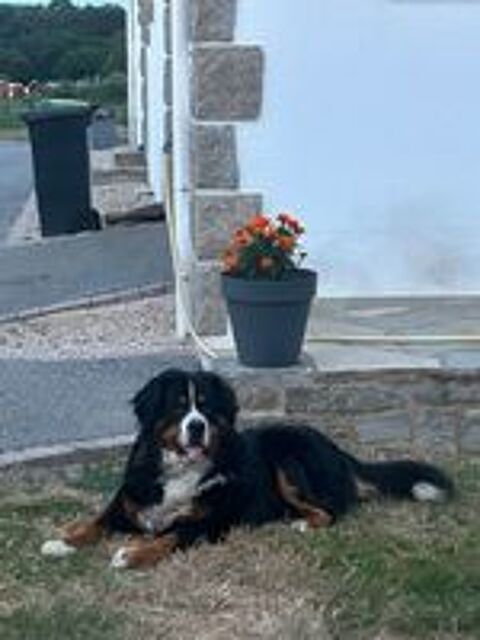   Chiots Bouvier Bernois  