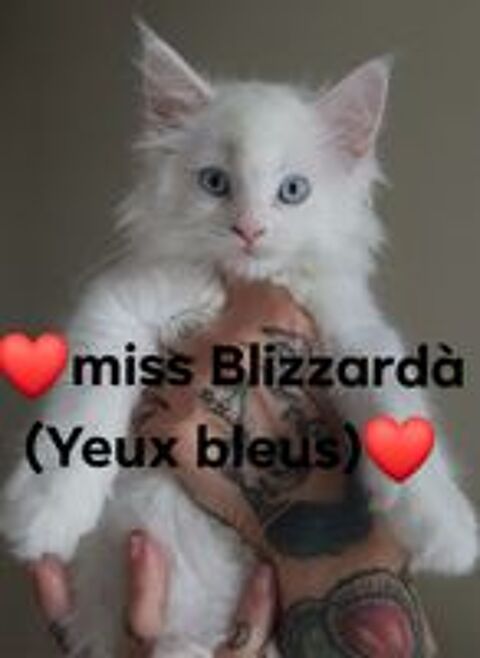   Magnifique chatons Maine Coon à réserver  