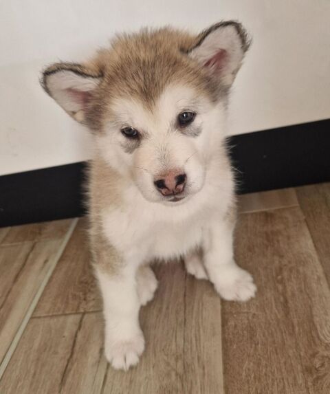 Chiot Malamute de l'Alaska 800 35000 Rennes