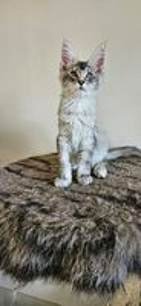   sublime Chaton maine coon loof  