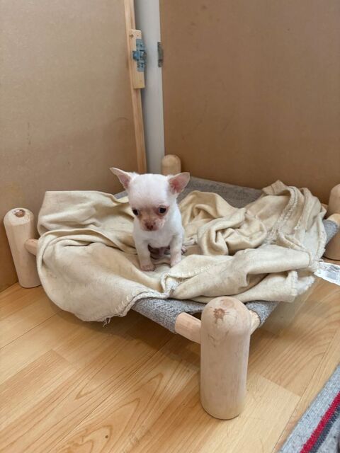 Chiot chihuahua 600 12500 Espalion