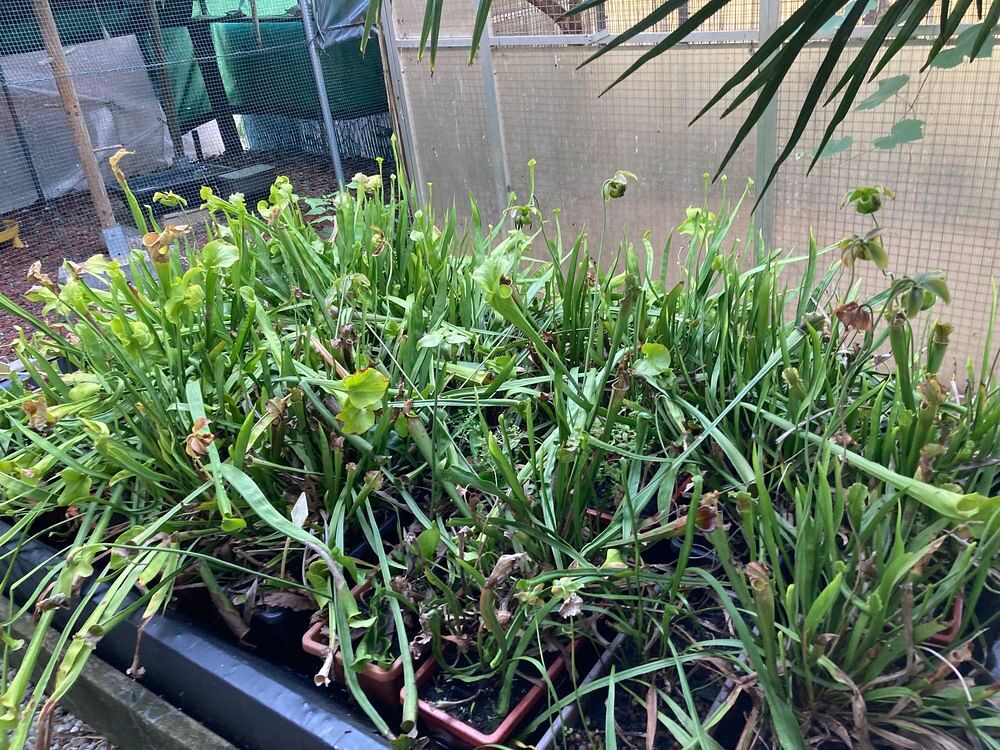 PLANTES CARNIVORES Sarracenia purpurea excellens et flava Jardin