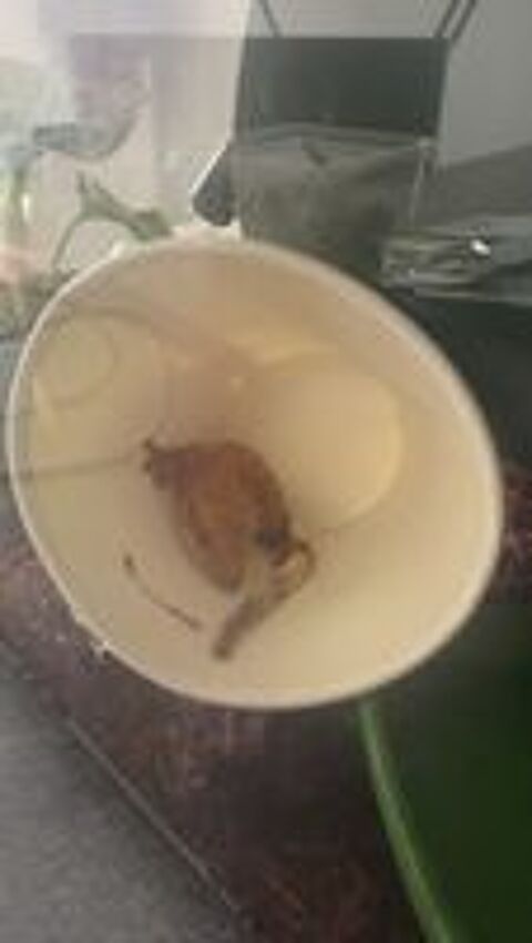   Gecko a crete 