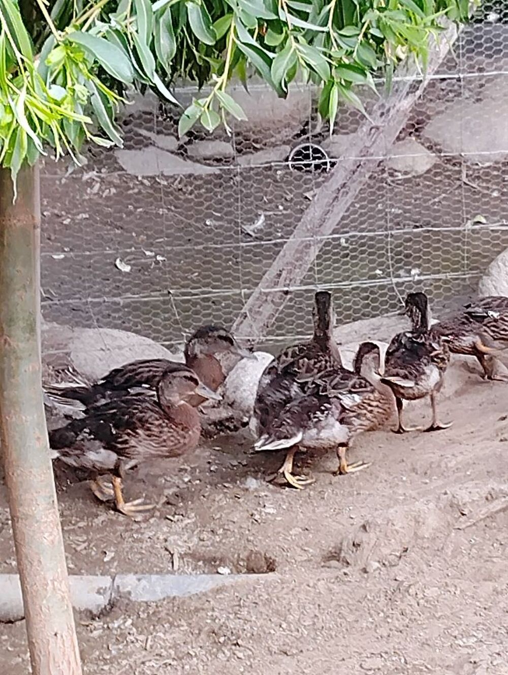   Canard colvert
