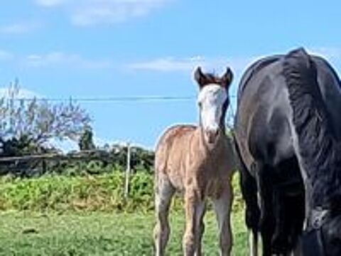   Krome lgs de bierné  