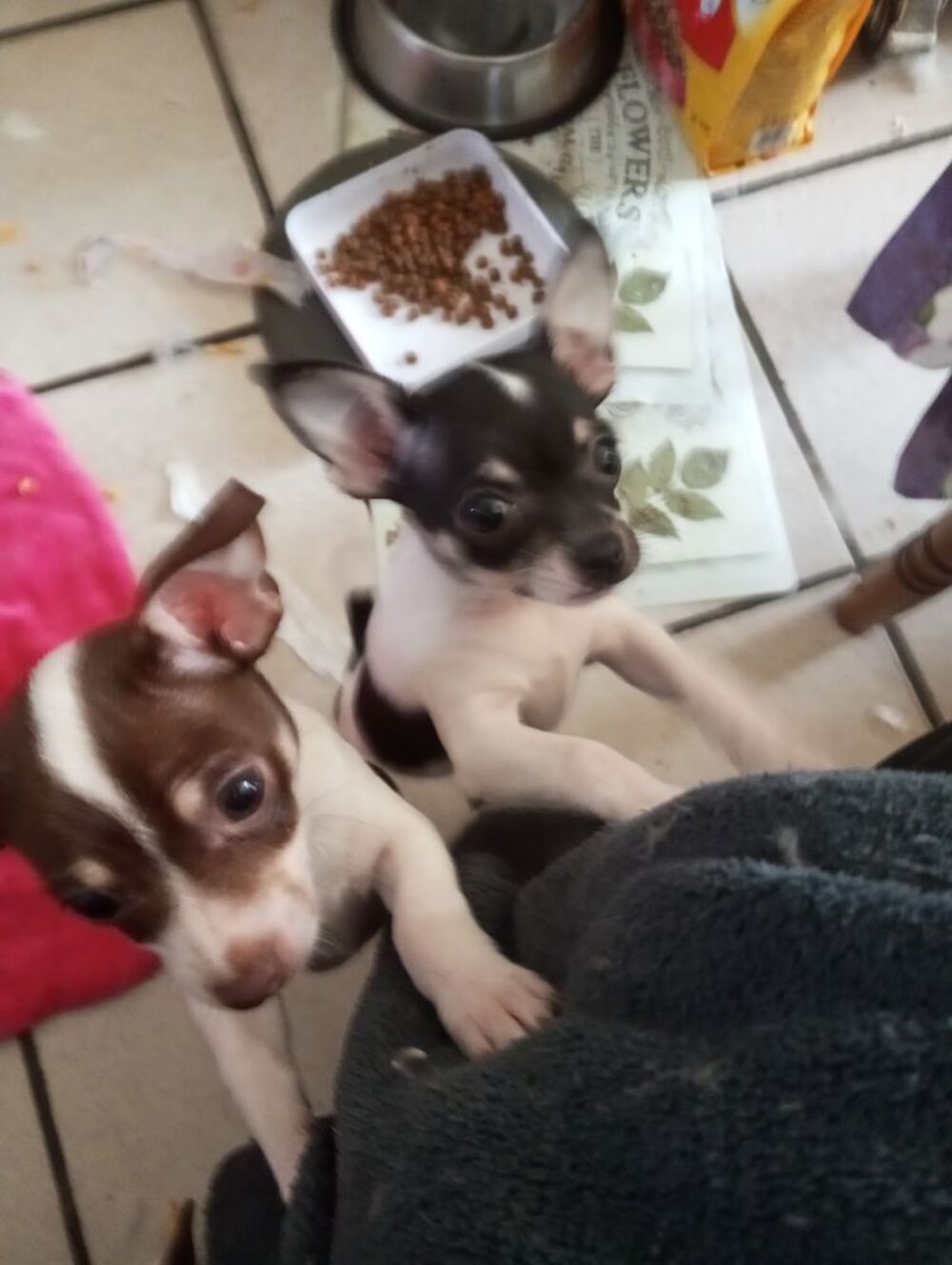    chiots chihuahua 