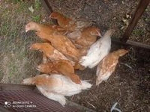   Jeunes poules label roux de 8 semaines  