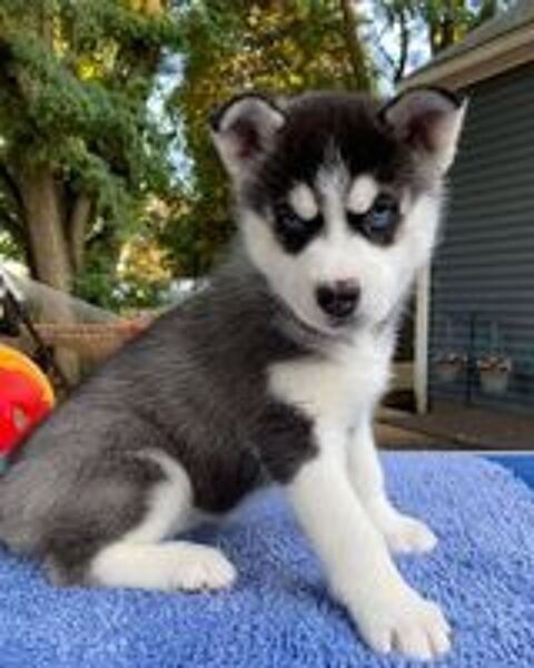   Magnifiques chiots husky sibérien aux yeux bleus  