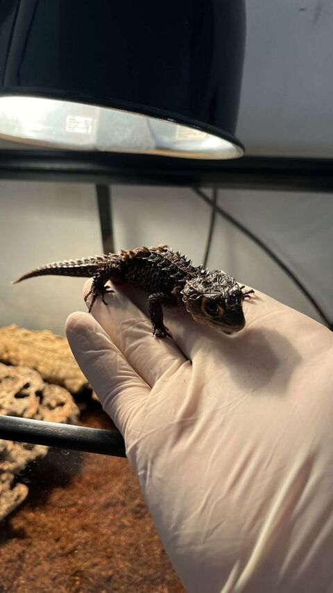 Scinque crocodile 150 83260 La crau