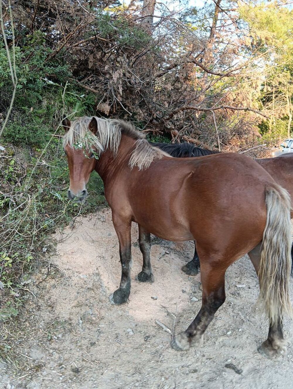   pouliche comtoise 1200 euros 