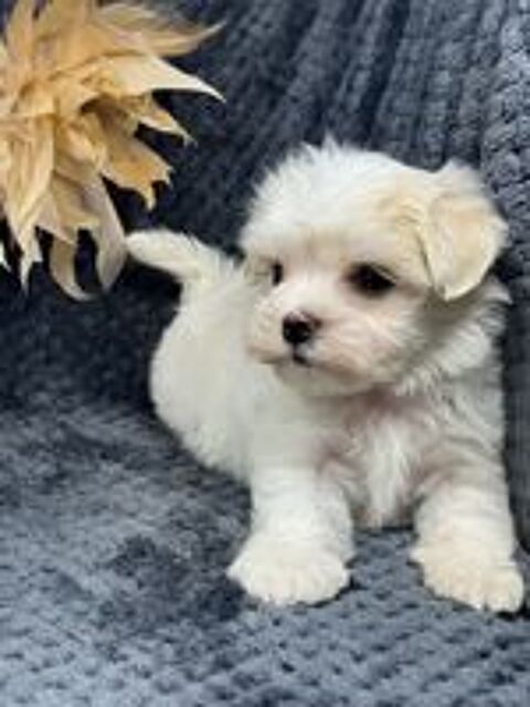   Splendide Super Chiots Bichon Maltais 